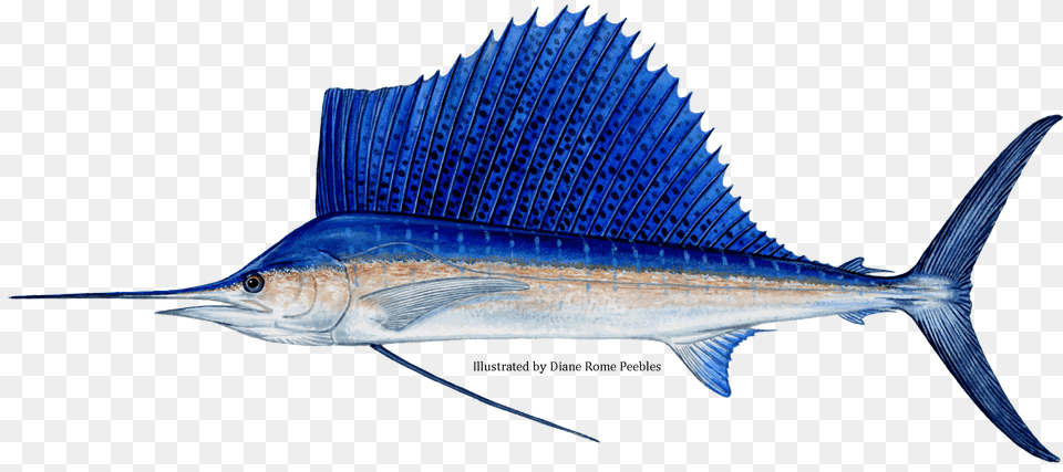 Sailfish Sailfish Fin, Animal, Fish, Sea Life, Swordfish Free Png Download