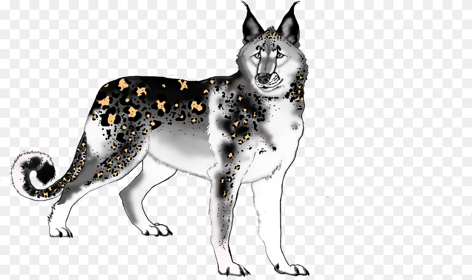 Sakhalin Husky, Adult, Bride, Female, Person Free Png