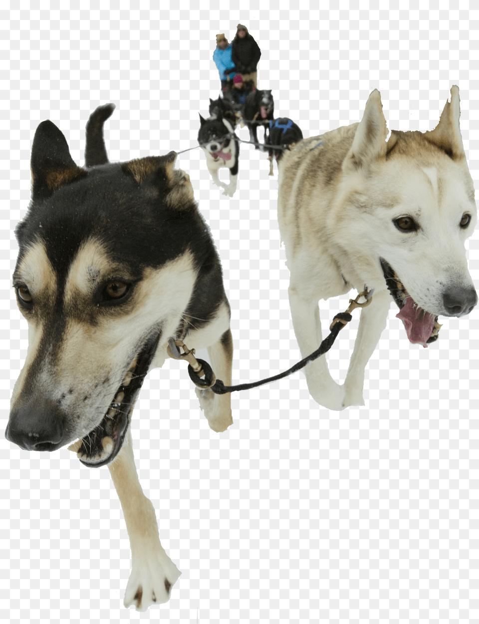 Sakhalin Husky, Animal, Canine, Dog, Pet Png Image
