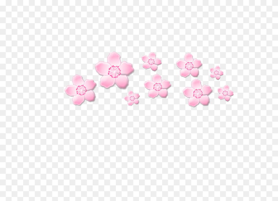 Sakura, Flower, Petal, Plant Png Image