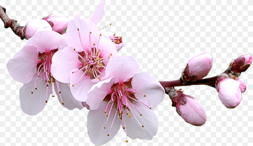 Sakura, Flower, Plant, Cherry Blossom Free Png