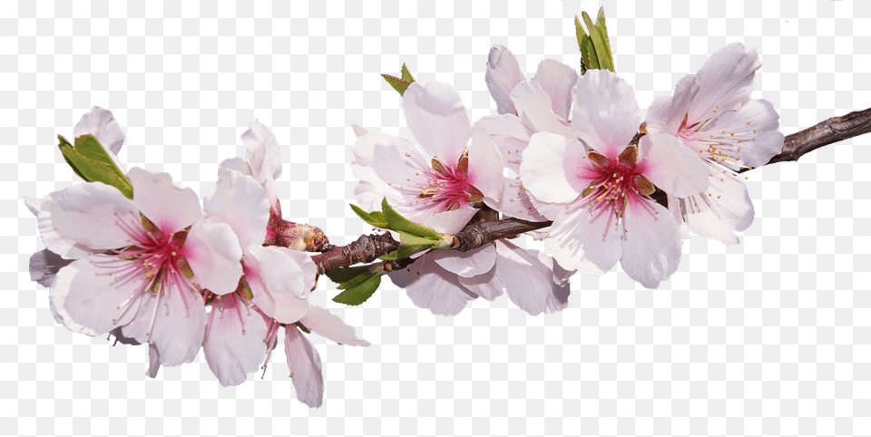 Sakura, Flower, Plant, Geranium, Pollen Png