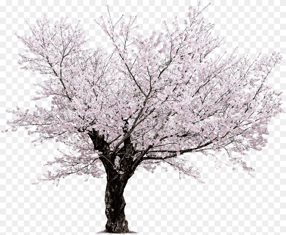 Sakura, Flower, Plant, Cherry Blossom, Tree Png