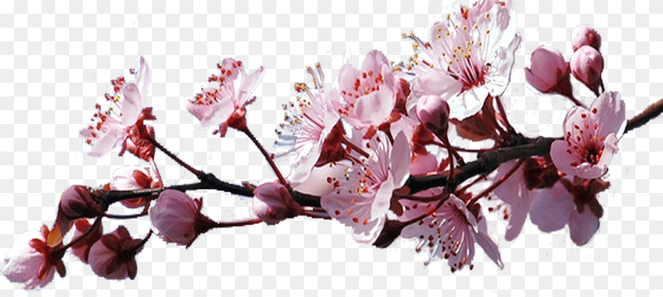 Sakura, Flower, Plant, Cherry Blossom, Person Free Png Download