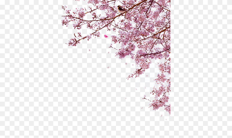 Sakura, Flower, Plant, Cherry Blossom, Animal Free Transparent Png