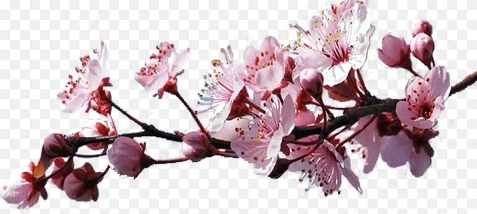 Sakura, Flower, Plant, Cherry Blossom, Person Png Image