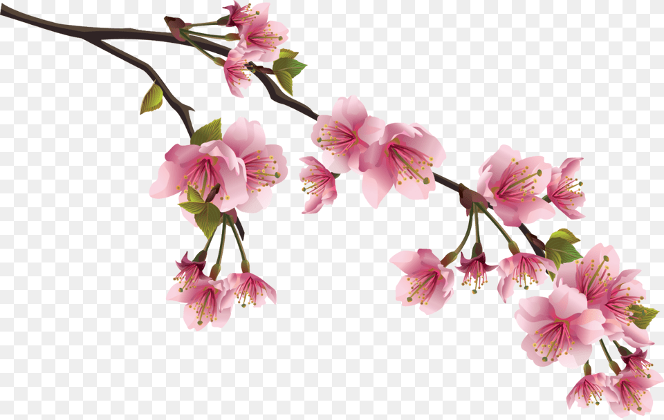 Sakura, Flower, Plant, Cherry Blossom Png Image