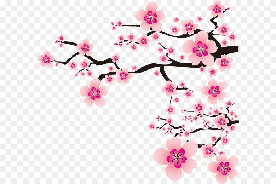 Sakura, Flower, Plant, Cherry Blossom Free Png