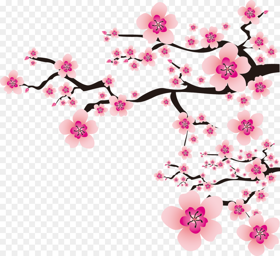 Sakura, Cherry Blossom, Flower, Plant Png