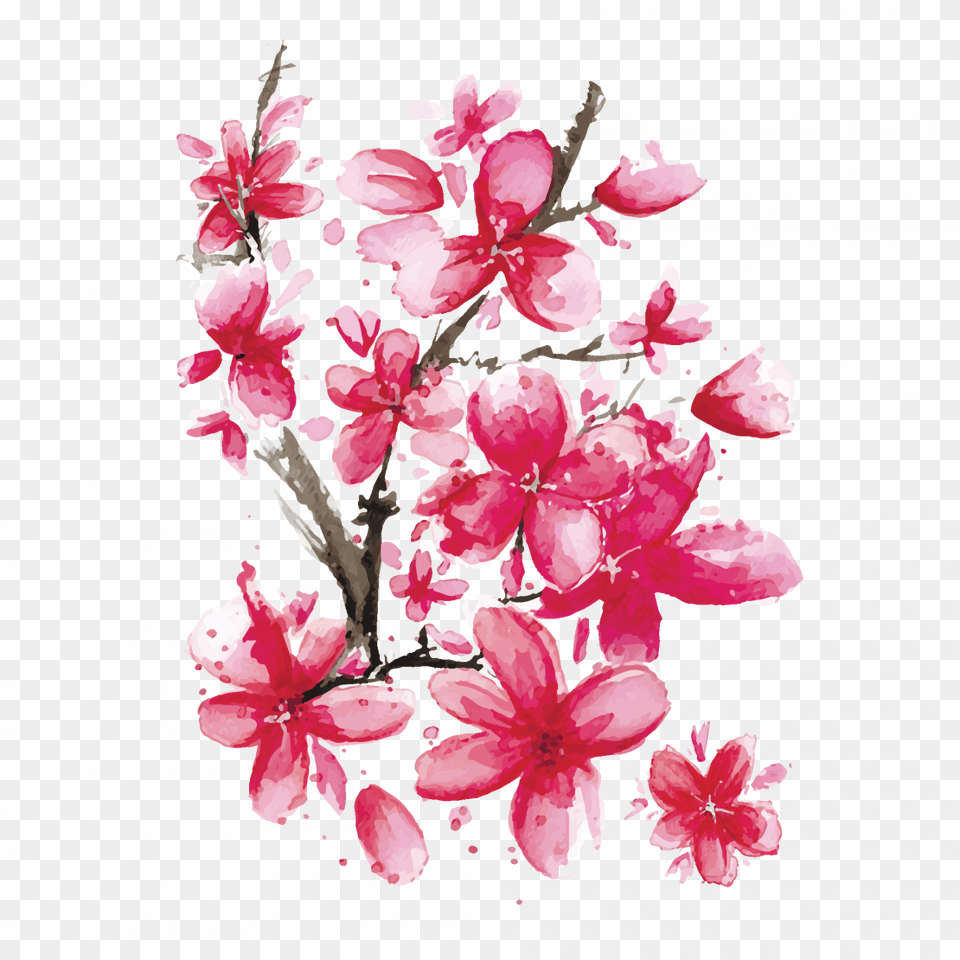 Sakura, Flower, Petal, Plant, Geranium Free Transparent Png