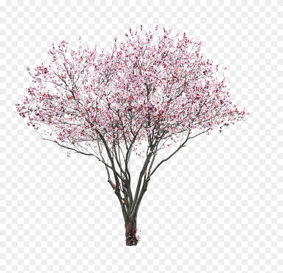 Sakura, Flower, Plant, Cherry Blossom Png