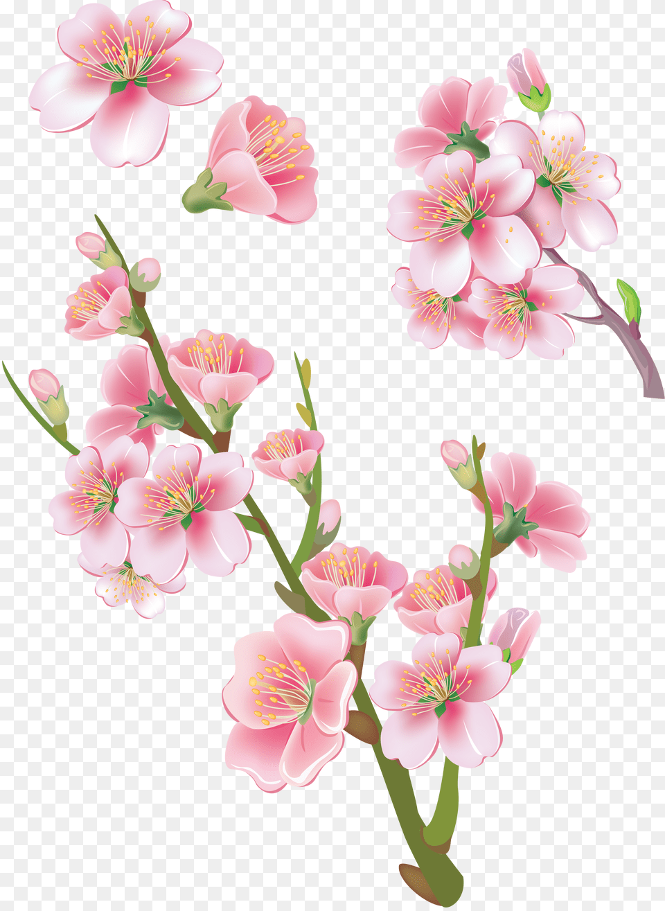 Sakura, Flower, Plant, Anther, Cherry Blossom Free Png Download