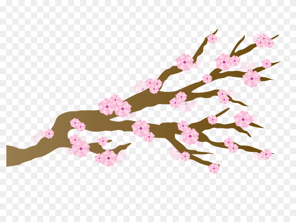 Sakura, Flower, Plant, Cherry Blossom, Person Free Png Download