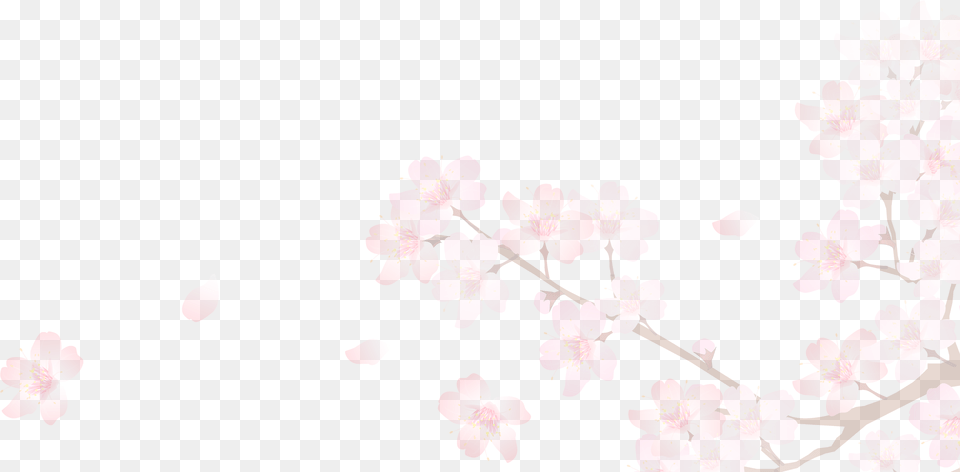 Sakura, Flower, Petal, Plant, Cherry Blossom Free Transparent Png