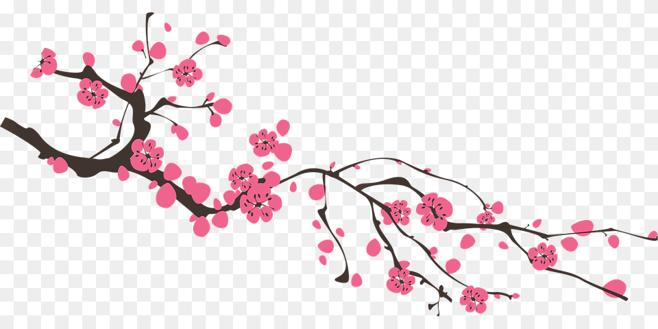 Sakura, Flower, Plant, Cherry Blossom, Food Png Image