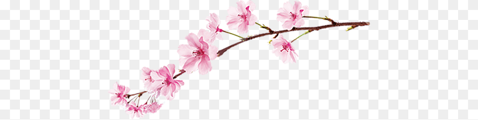 Sakura, Flower, Plant, Cherry Blossom Png