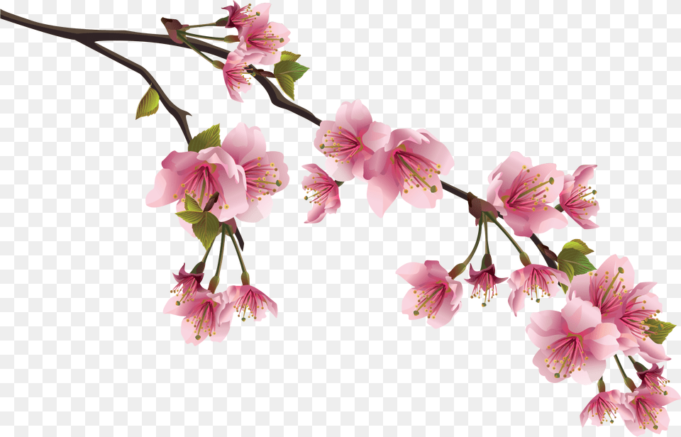 Sakura, Flower, Plant, Cherry Blossom Png Image