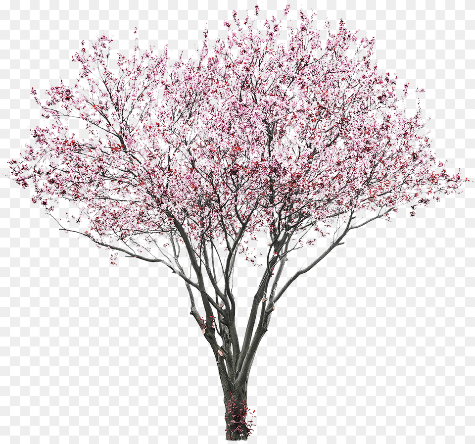 Sakura Alpha Channel Clipart Images Cherry Blossom Tree, Flower, Plant, Cherry Blossom Free Transparent Png