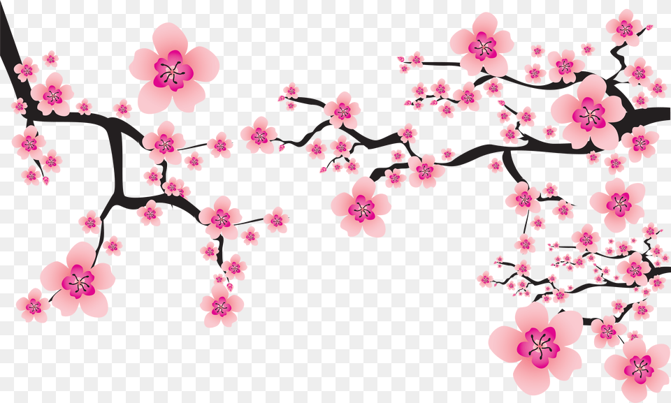 Sakura Background Bunga Sakura, Flower, Plant, Cherry Blossom Png Image