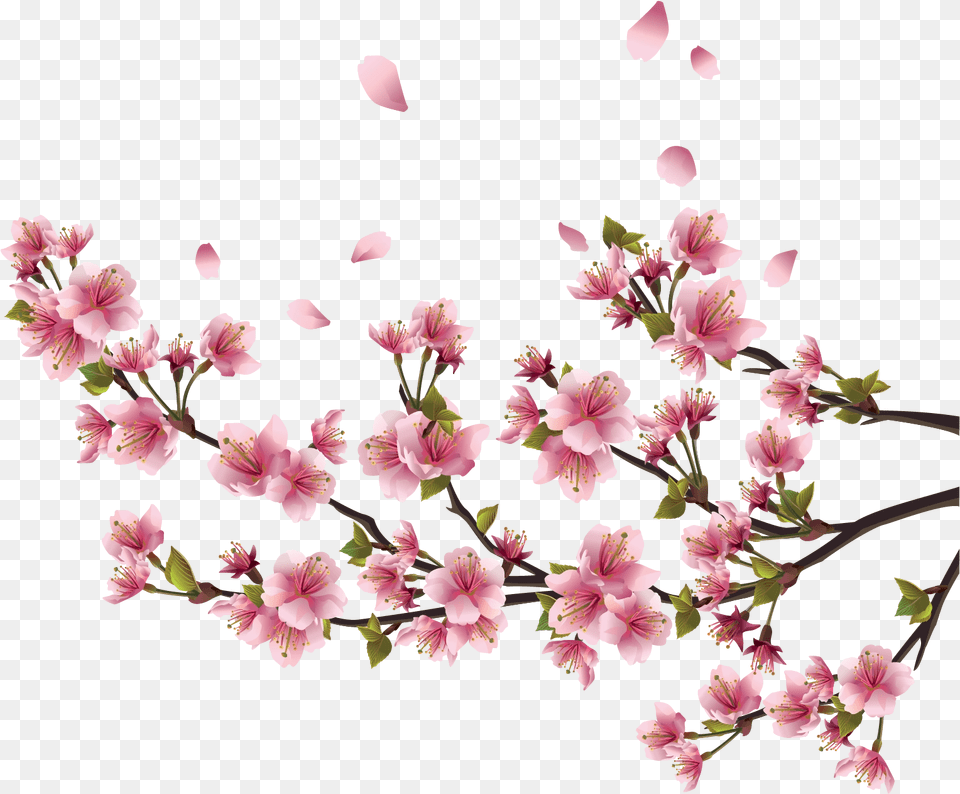 Sakura Background Cherry Blossom Branch Border, Plant, Flower, Geranium, Petal Free Png