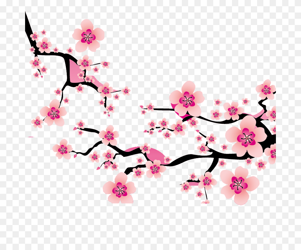 Sakura Blossom Clipart Plum Flower, Cherry Blossom, Plant Free Png Download