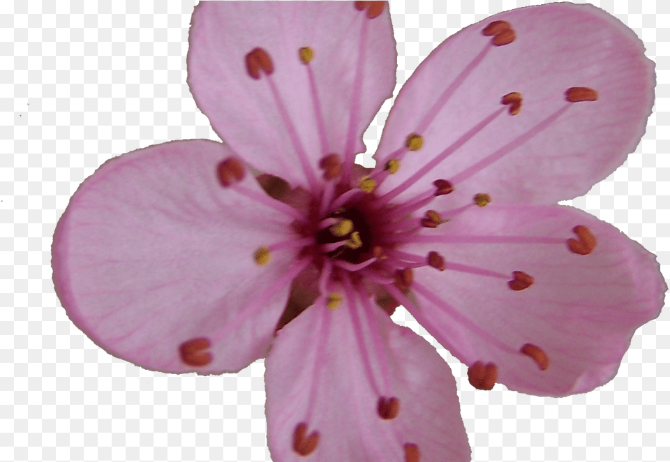 Sakura Blossom Clipart Plum Flower Pencil And In Color Single Sakura Cherry Blossom Flower, Plant, Petal, Cherry Blossom Png Image