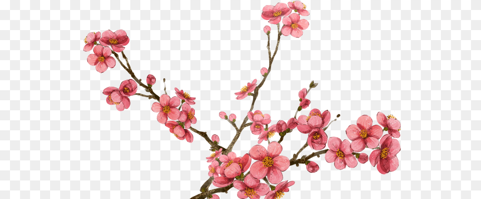 Sakura Blossom Clipart Plum Flower Transparent Cherry Plum Blossom Flower, Geranium, Petal, Plant, Cherry Blossom Png