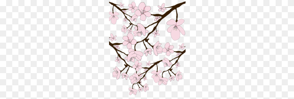 Sakura Blossoms Sakura, Flower, Plant, Cherry Blossom Png
