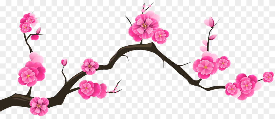 Sakura Branch Transparent Clip Art, Graphics, Flower, Plant, Floral Design Free Png