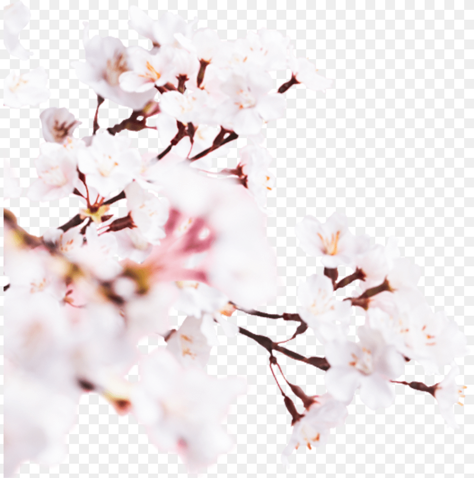 Sakura Cherry Blossom 2019 A Lovely Fresh Cherry Blossom, Flower, Plant, Cherry Blossom Png Image