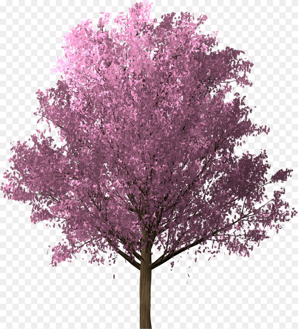Sakura Cherry Blossom Pink Image On Pixabay Sakura Tree Transparent, Flower, Plant, Cherry Blossom Free Png