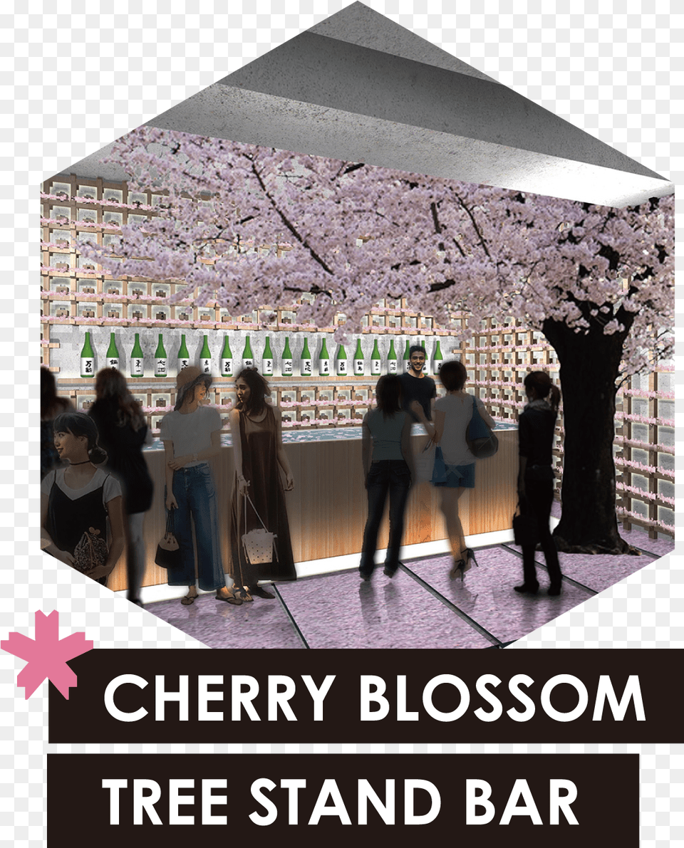 Sakura Chill Bar Cherry Blossoms U0026 Out Afroco Photo Caption, Adult, Plant, Person, Flower Free Transparent Png
