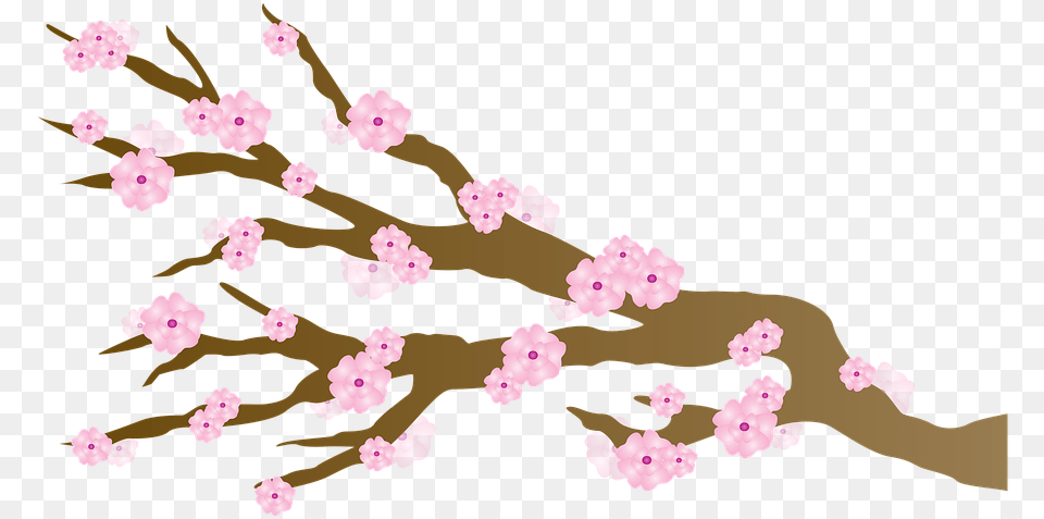 Sakura Clipart Cherry Blossom, Flower, Plant, Cherry Blossom, Person Free Png Download
