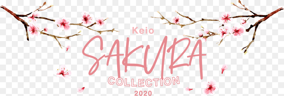 Sakura Collection Calligraphy, Flower, Plant, Cherry Blossom, Petal Free Png Download