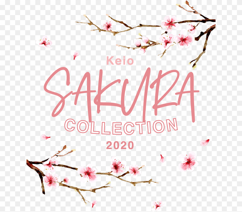 Sakura Collection Calligraphy, Flower, Plant, Cherry Blossom, Petal Png Image