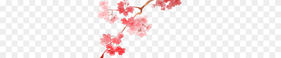 Sakura Flower, Plant, Cherry Blossom, Petal Free Png Download