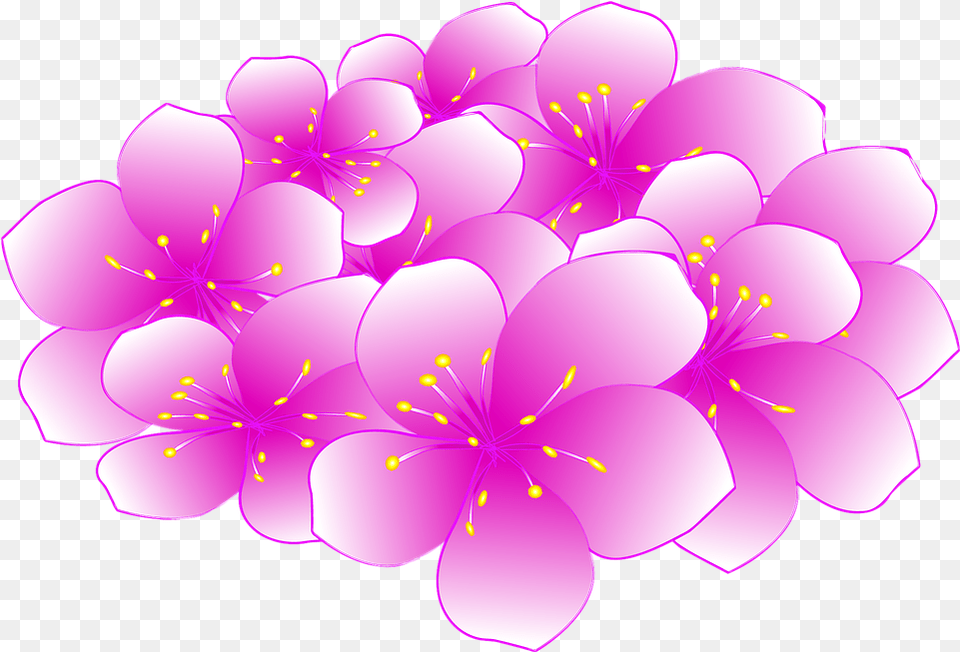 Sakura Flower Cherry Blossom, Dahlia, Plant, Geranium, Petal Free Png