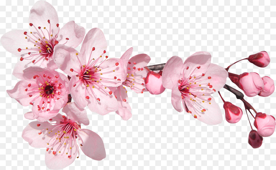 Sakura Flower Cherry Blossoms And Roses Clipart, Plant, Cherry Blossom, Rose Free Transparent Png