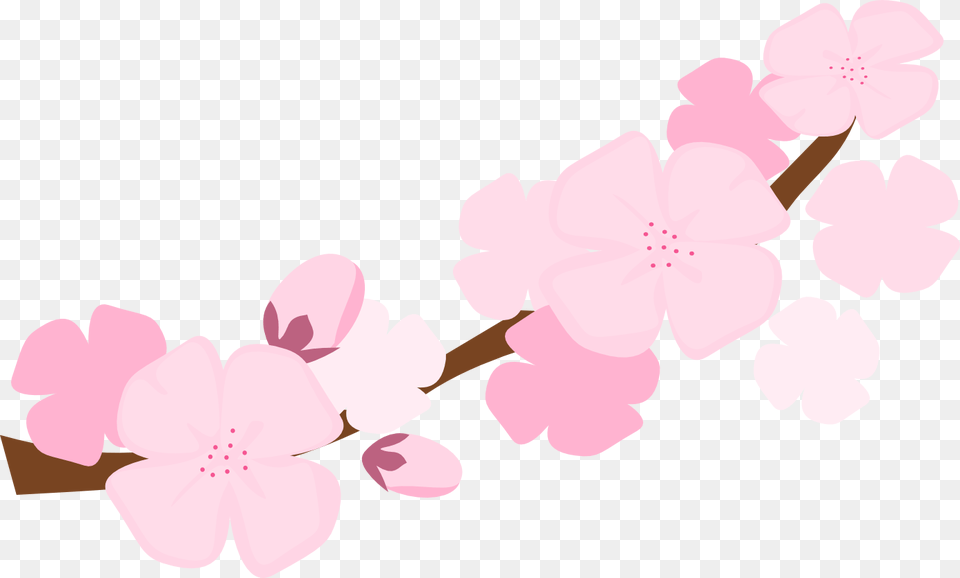 Sakura Flower Clipart, Plant, Cherry Blossom Free Png Download