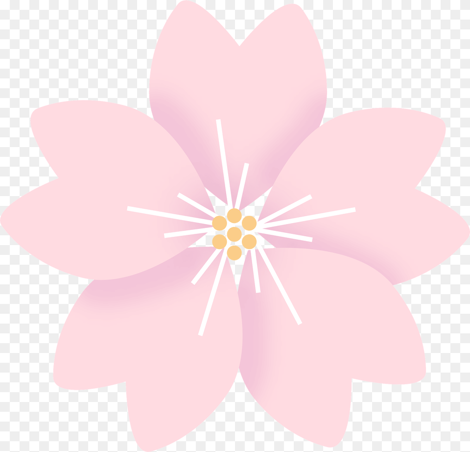 Sakura Flower Clipart, Anther, Plant, Petal, Daisy Free Transparent Png