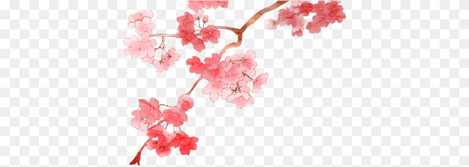 Sakura Flower Clipart Anime Cherry Blossom, Plant, Cherry Blossom Free Png