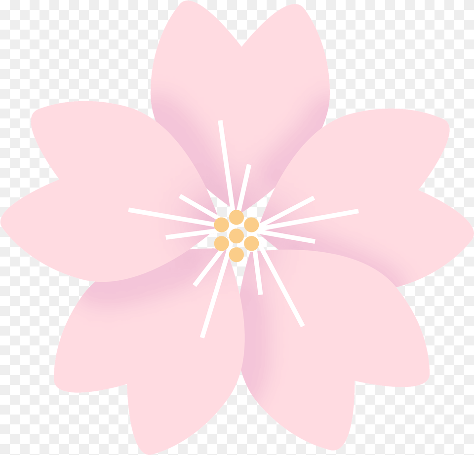 Sakura Flower Clipart Cherry Blossom, Anther, Petal, Plant, Daisy Png