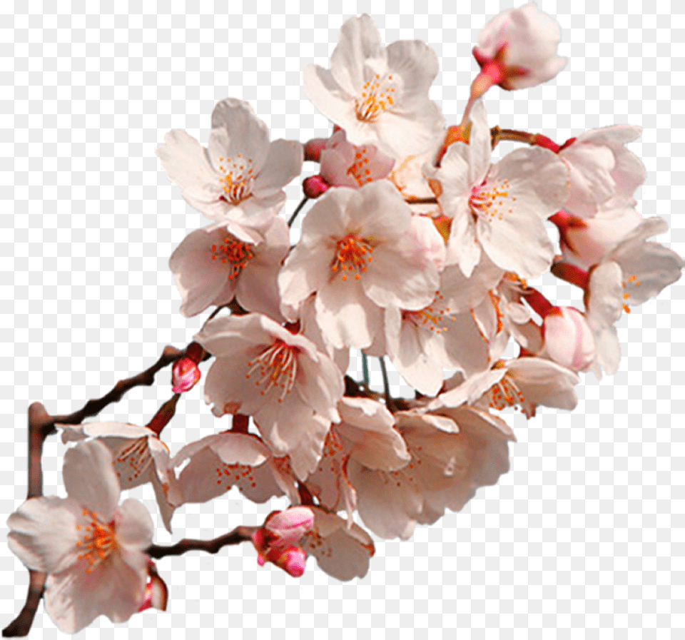 Sakura Flower Clipart Cherry Blossom Sakura, Plant, Cherry Blossom Free Png Download