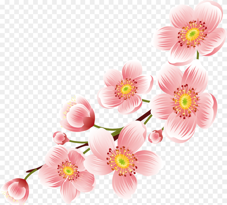 Sakura Flower Clipart Pictures Big Hd Transparent Background Pink Flower, Anemone, Anther, Petal, Plant Png Image