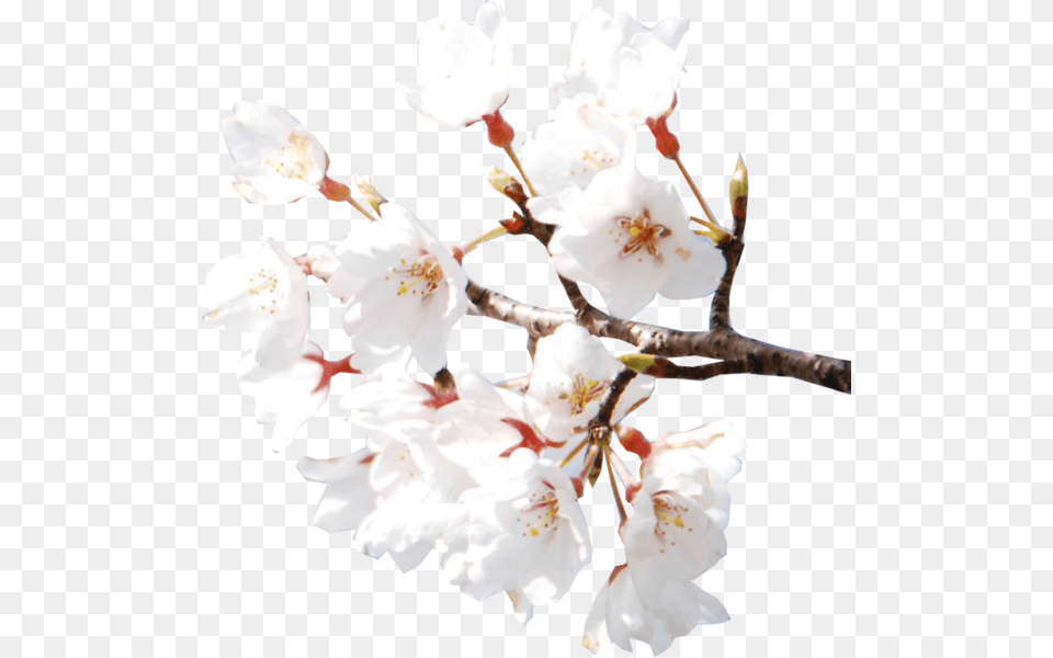 Sakura Flower Hd T Fiori Di White Cherry Blossom Psd, Plant, Cherry Blossom, Petal Free Png Download