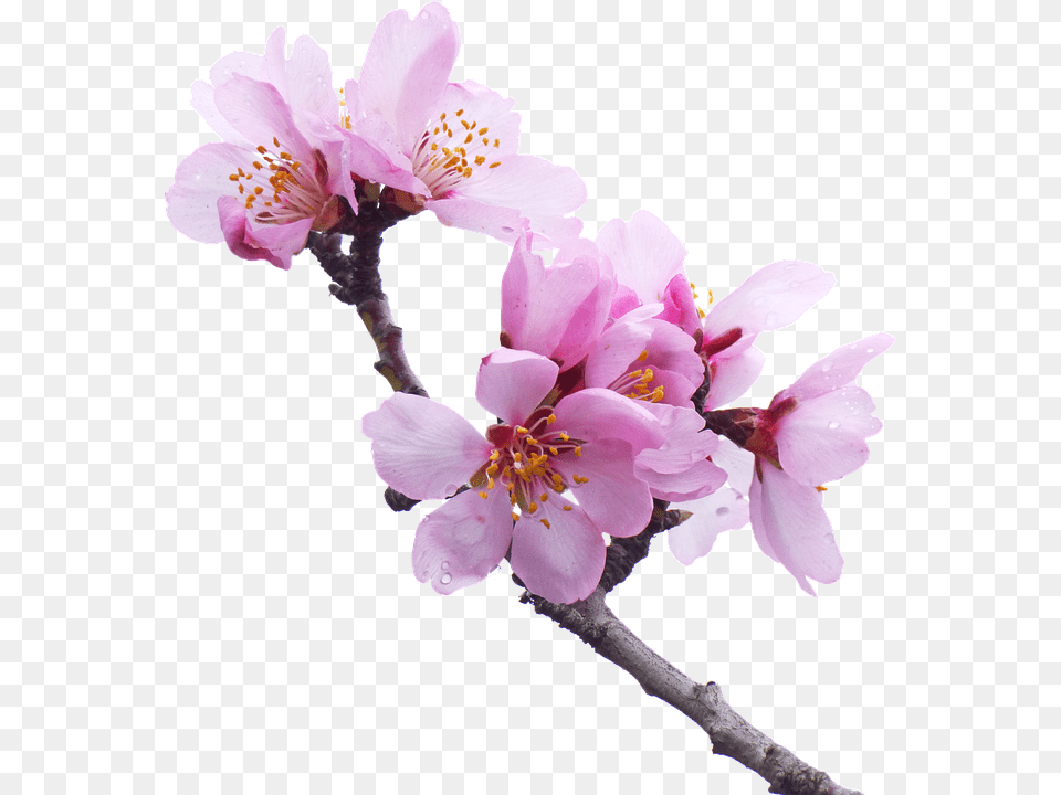 Sakura Flower Tree Branches Transparent Background, Plant, Pollen, Cherry Blossom, Geranium Png