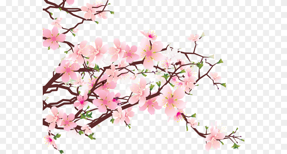 Sakura Pic, Flower, Plant, Cherry Blossom Free Png Download