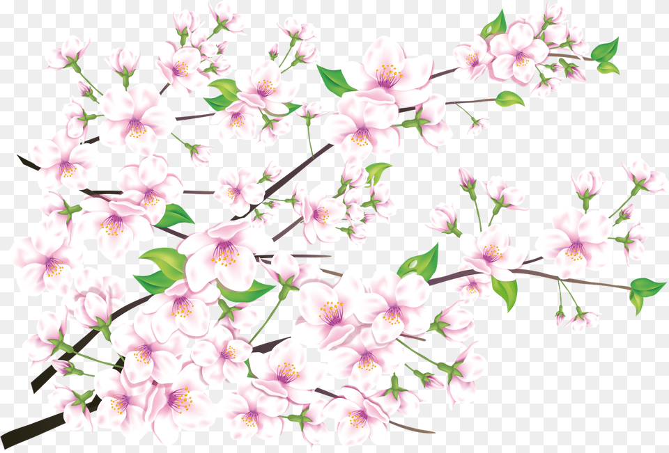 Sakura Images Anh 8, Flower, Plant, Cherry Blossom, Petal Png