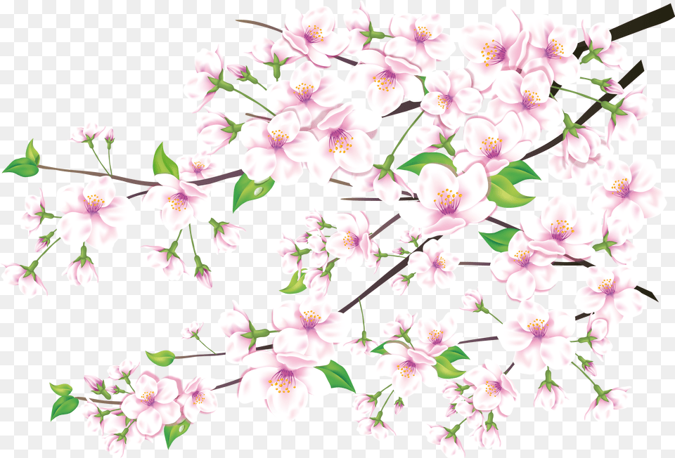 Sakura Images Are Free To Download Petals, Flower, Plant, Cherry Blossom, Petal Png Image
