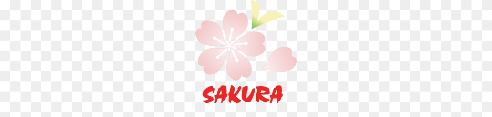 Sakura J Restaurant, Flower, Petal, Plant, Baby Png Image